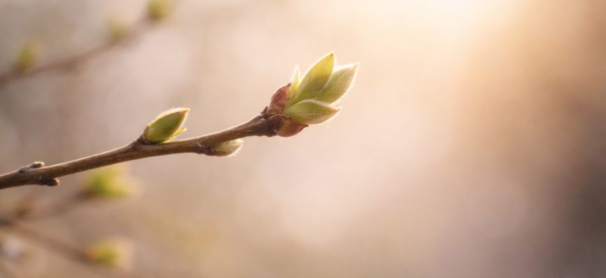 Новая весна: с чем вы в неё входите